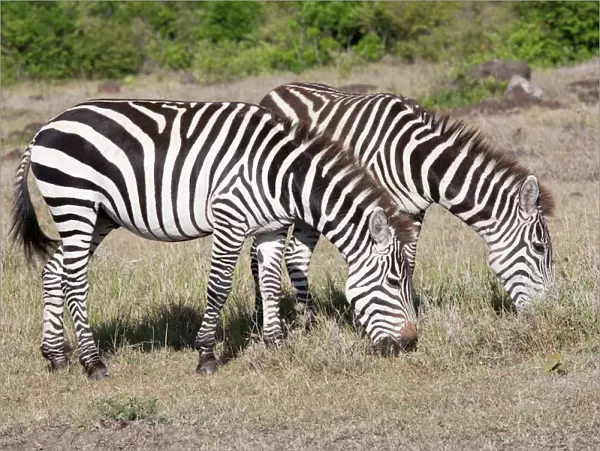 Burchell's  /  Plains  /  Common Zebra - Grazing on savannah plains - Maasai Mara North Reserve Kenya