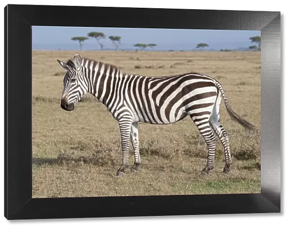 Burchell's  /  Plains  /  Common Zebra - On savannah plains Maasai Mara North Reserve Kenya