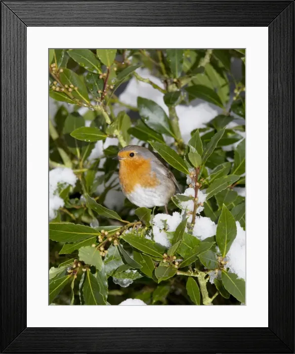 Framed Print : Robin - in green bush with snow - UK Framed Print : Robin - in green bush with snow - UK