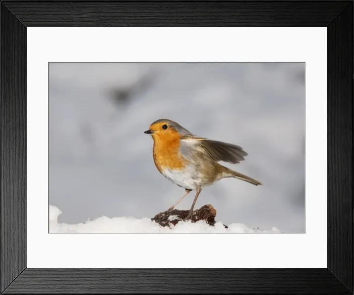 Framed Print : Robin - in snow - Cotswolds UK Framed Print : Robin - in snow - Cotswolds UK