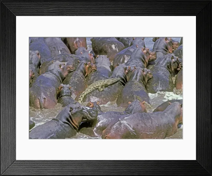 Framed Print : Hippopotamus - crowded into pool with crocodile trapped in centre - Luangwa National Park - Zambia Framed Print : Hippopotamus - crowded into pool with crocodile trapped in centre - Luangwa National Park - Zambia
