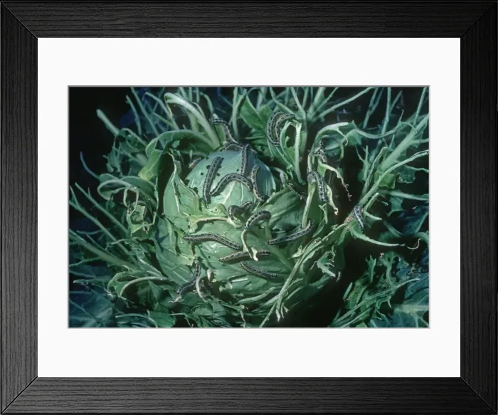 Framed Print : Cabbage White Caterpillars - eating cabbage Cotswolds UK Framed Print : Cabbage White Caterpillars - eating cabbage Cotswolds UK