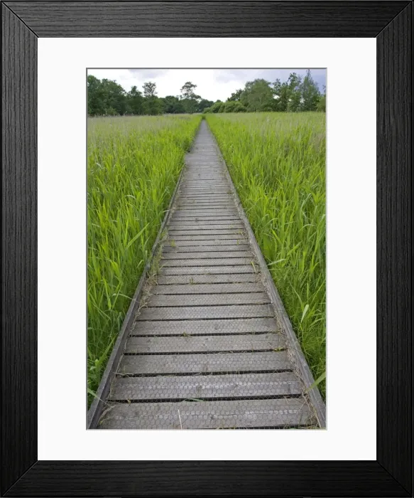 Framed Print : Long empty boardwalk through reedbeds Hickling Broads Norfolk UK Framed Print : Long empty boardwalk through reedbeds Hickling Broads Norfolk UK