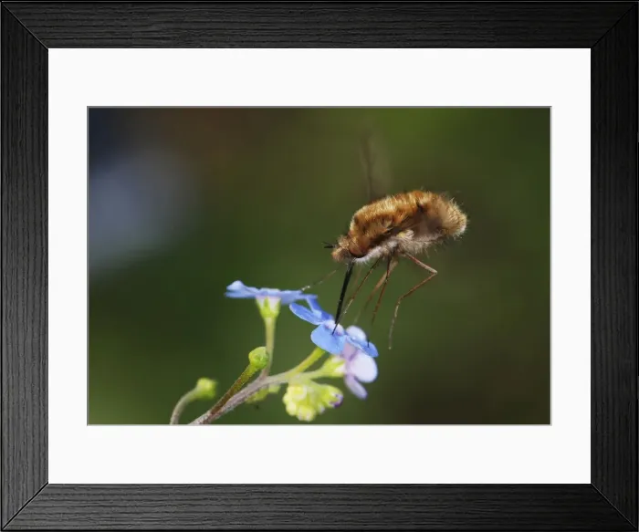 Framed Print : Bee-fly - hovering while feeding on nectar from forget-me-not flower Framed Print : Bee-fly - hovering while feeding on nectar from forget-me-not flower