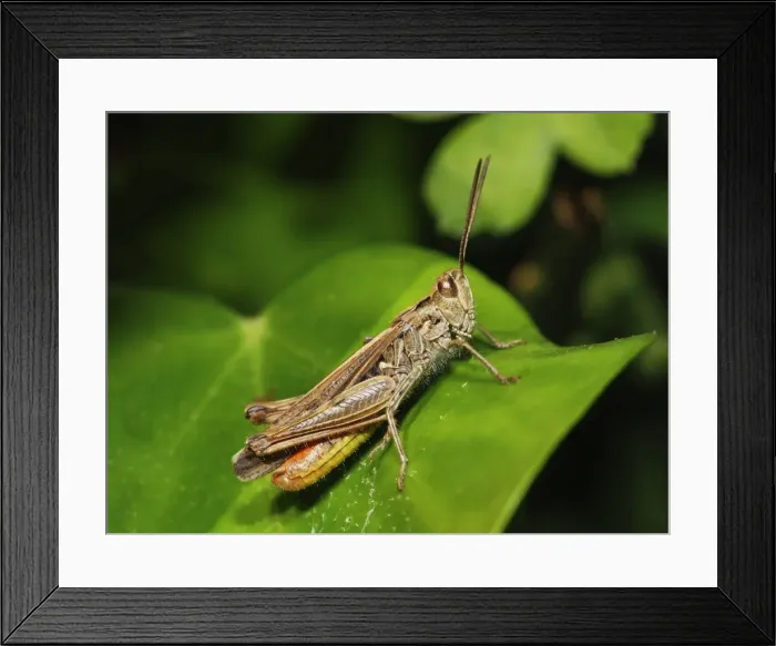 Framed Print : Common Field Grasshopper Framed Print : Common Field Grasshopper