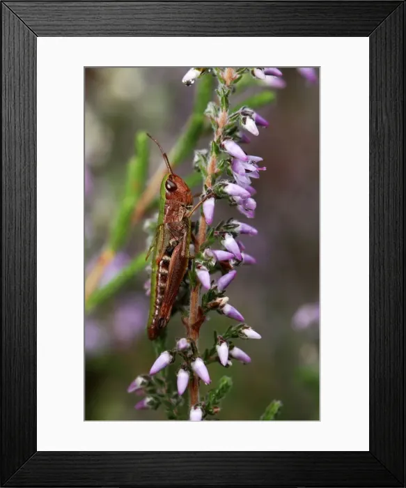 Framed Print : Meadow Grasshopper - on heather Framed Print : Meadow Grasshopper - on heather