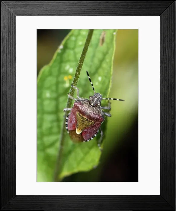 Framed Print : Hawthorn Shieldbug Framed Print : Hawthorn Shieldbug