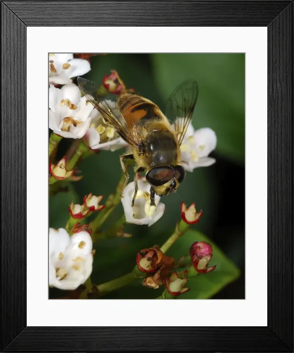 Framed Print : Dronefly - male common garden hoverfly, feeding on pollen. Surrey, England Framed Print : Dronefly - male common garden hoverfly, feeding on pollen. Surrey, England