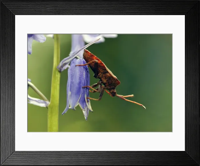 Framed Print : Dock Bug - on bluebell flower Common garden bug, clearly showing its rostrum, the mouthparts which contain the piercing stylets, which allow bugs (Hemiptera) to feed on plants and fruit. Surrey, England Framed Print : Dock Bug - on bluebell flower Common garden bug, clearly showing its rostrum, the mouthparts which contain the piercing stylets, which allow bugs (Hemiptera) to feed on plants and fruit. Surrey, England
