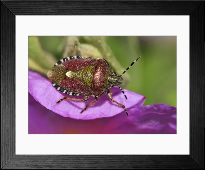 Framed Print : Sloe / Hairy Shieldbug Framed Print : Sloe / Hairy Shieldbug