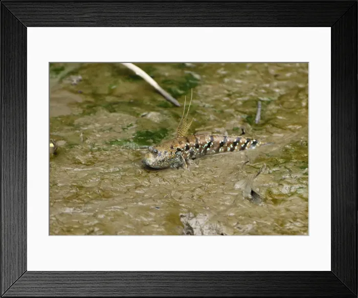Framed Print : Mudskipper - Sabah - Borneo - Malaysia Framed Print : Mudskipper - Sabah - Borneo - Malaysia