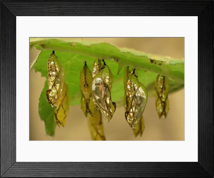 Framed Print : Pupa of Orange-spotted Tiger Clearwing Colombia Framed Print : Pupa of Orange-spotted Tiger Clearwing Colombia