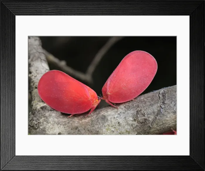 Framed Print : Adult Flatid Leaf-Bugs - Montagne des Francais Reserve - Antsiranana - Northern Madagascar Framed Print : Adult Flatid Leaf-Bugs - Montagne des Francais Reserve - Antsiranana - Northern Madagascar