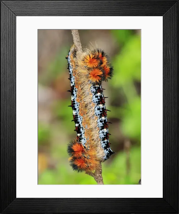 Framed Print : Moth caterpillar - Montagne des Francais Reserve - Antsiranana - Northern Madagascar Framed Print : Moth caterpillar - Montagne des Francais Reserve - Antsiranana - Northern Madagascar