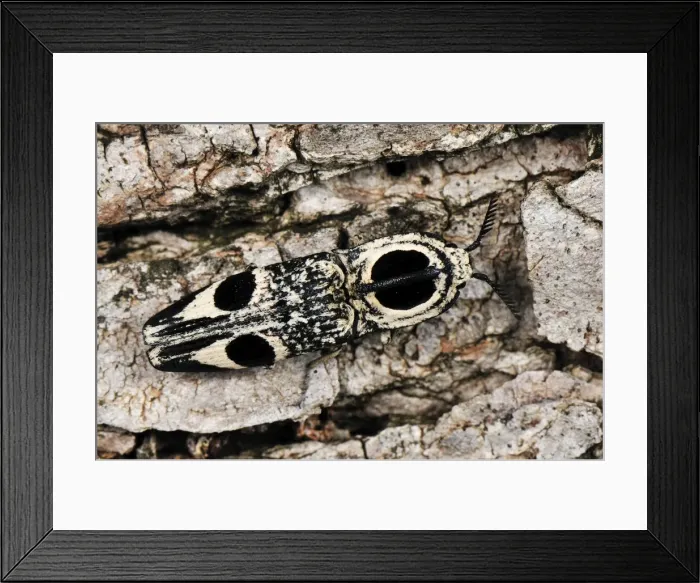 Framed Print : Click Beetle - Montagne des Francais Reserve - Antsiranana - Northern Madagascar Framed Print : Click Beetle - Montagne des Francais Reserve - Antsiranana - Northern Madagascar
