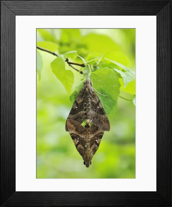 Framed Print : Hawkmoth - mating - Montagne des Francais Reserve - Antsiranana - Northern Madagascar