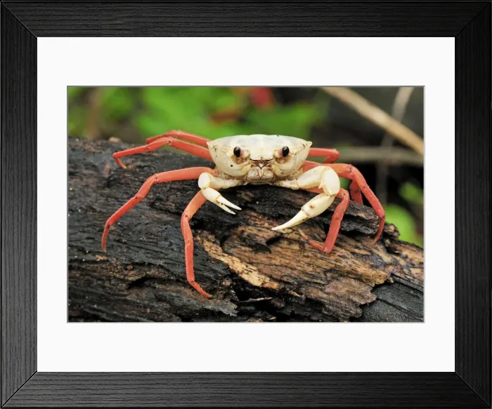 Framed Print : Forest Crab - Montagne des Francais Reserve - Antsiranana - Northern Madagascar Framed Print : Forest Crab - Montagne des Francais Reserve - Antsiranana - Northern Madagascar