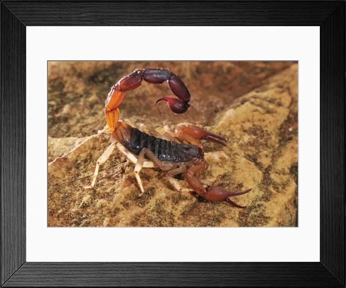 Framed Print : Scorpion - Montagne des Francais Reserve - Antsiranana - Northern Madagascar Framed Print : Scorpion - Montagne des Francais Reserve - Antsiranana - Northern Madagascar