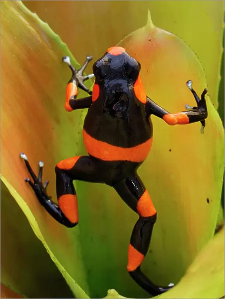 Red-banded Poison Frog on bromeliad Cauca, Colombia