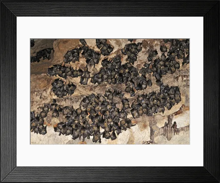 Framed Print : Bats - inside Ankarana cave - Ankarana National Park - Northern Madagascar Framed Print : Bats - inside Ankarana cave - Ankarana National Park - Northern Madagascar