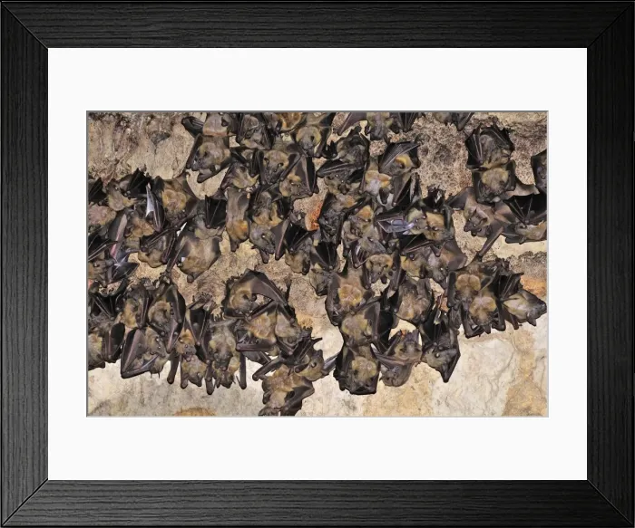 Framed Print : Bats - inside Ankarana cave - Ankarana National Park - Northern Madagascar Framed Print : Bats - inside Ankarana cave - Ankarana National Park - Northern Madagascar