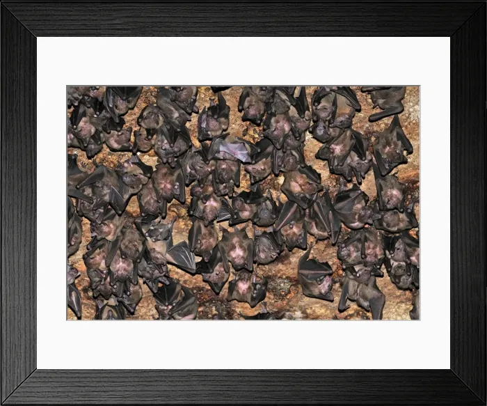 Framed Print : Bats - inside Ankarana cave - Ankarana National Park - Northern Madagascar Framed Print : Bats - inside Ankarana cave - Ankarana National Park - Northern Madagascar