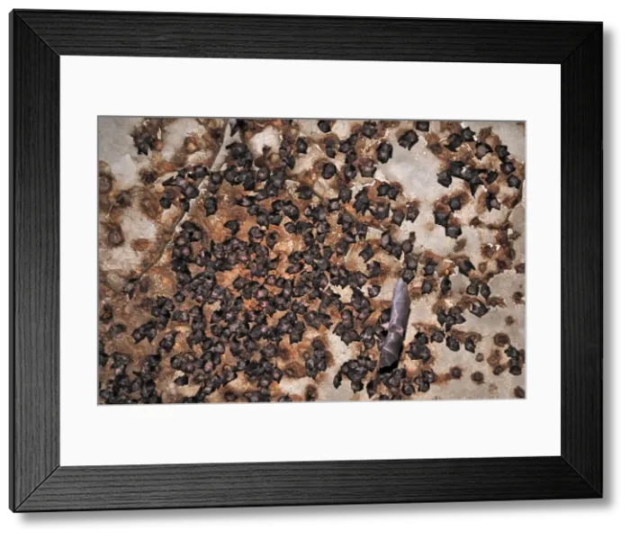 Framed Print : Bats - inside Ankarana cave - Ankarana National Park - Northern Madagascar Framed Print : Bats - inside Ankarana cave - Ankarana National Park - Northern Madagascar
