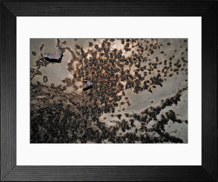 Framed Print : Bats - inside Ankarana cave - Ankarana National Park - Northern Madagascar Framed Print : Bats - inside Ankarana cave - Ankarana National Park - Northern Madagascar