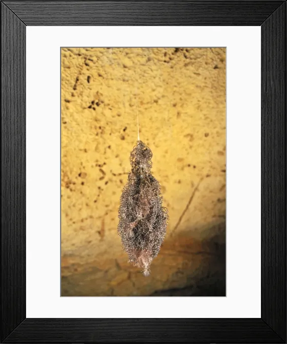 Framed Print : A nest of spider babies - Ankarana cave - Ankarana National Park - Northern Madagascar Framed Print : A nest of spider babies - Ankarana cave - Ankarana National Park - Northern Madagascar