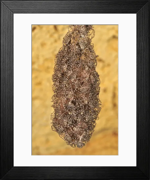 Framed Print : A nest of spider babies - Ankarana cave - Ankarana National Park - Northern Madagascar Framed Print : A nest of spider babies - Ankarana cave - Ankarana National Park - Northern Madagascar
