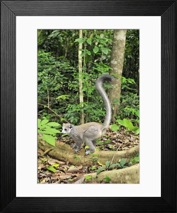 Framed Print : Crowned Lemur - female - Ankarana National Park - Northern Madagascar Framed Print : Crowned Lemur - female - Ankarana National Park - Northern Madagascar
