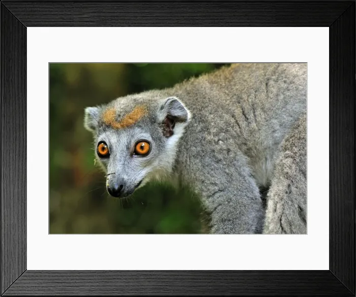 Framed Print : Crowned Lemur - female - Ankarana National Park - Northern Madagascar Framed Print : Crowned Lemur - female - Ankarana National Park - Northern Madagascar