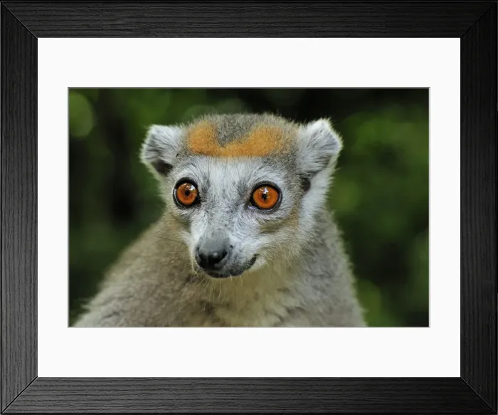 Framed Print : Crowned Lemur - female - Ankarana National Park - Northern Madagascar Framed Print : Crowned Lemur - female - Ankarana National Park - Northern Madagascar