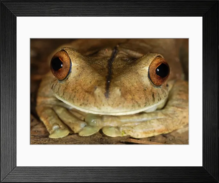 Framed Print : Gladiator Frog San Cipriano Reserve, Cauca, Colombia Framed Print : Gladiator Frog San Cipriano Reserve, Cauca, Colombia