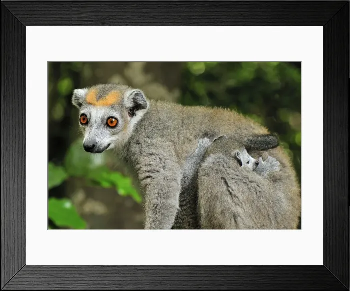 Framed Print : Crowned Lemur - female with baby - Ankarana National Park - Northern Madagascar Framed Print : Crowned Lemur - female with baby - Ankarana National Park - Northern Madagascar
