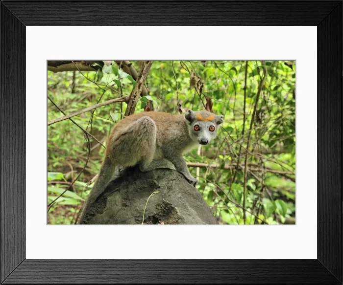 Framed Print : Crowned Lemur - female - Ankarana National Park - Northern Madagascar Framed Print : Crowned Lemur - female - Ankarana National Park - Northern Madagascar