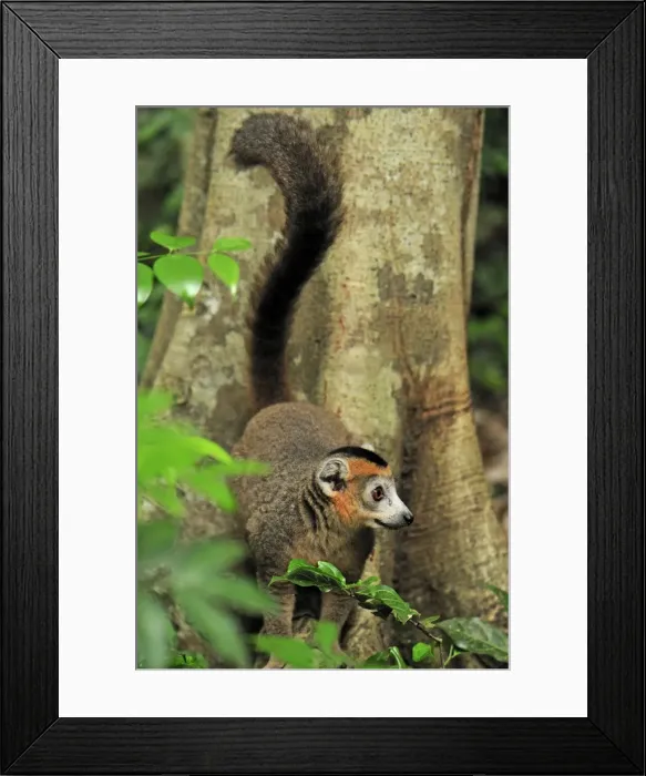 Framed Print : Crowned Lemur - male - Ankarana National Park - Northern Madagascar Framed Print : Crowned Lemur - male - Ankarana National Park - Northern Madagascar