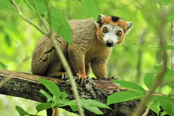 Crowned Lemur - male - Ankarana National Park - Northern Madagascar