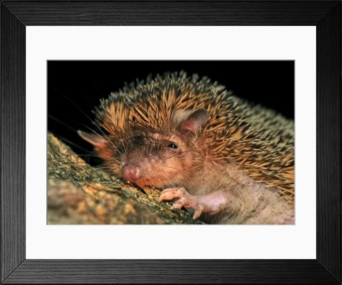 Framed Print : Greater Hedgehog Tenrec / Large Madagascar Hedgehog - Ankarana National Park - Northern Madagascar Framed Print : Greater Hedgehog Tenrec / Large Madagascar Hedgehog - Ankarana National Park - Northern Madagascar