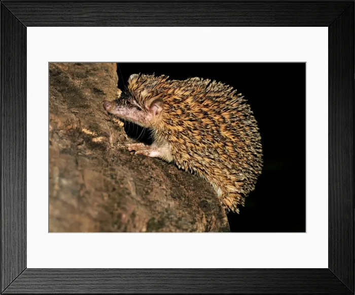 Framed Print : Greater Hedgehog Tenrec  /  Large Madagascar Hedgehog - Ankarana National Park - Northern Madagascar
