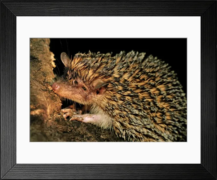 Framed Print : Greater Hedgehog Tenrec / Large Madagascar Hedgehog - Ankarana National Park - Northern Madagascar Framed Print : Greater Hedgehog Tenrec / Large Madagascar Hedgehog - Ankarana National Park - Northern Madagascar