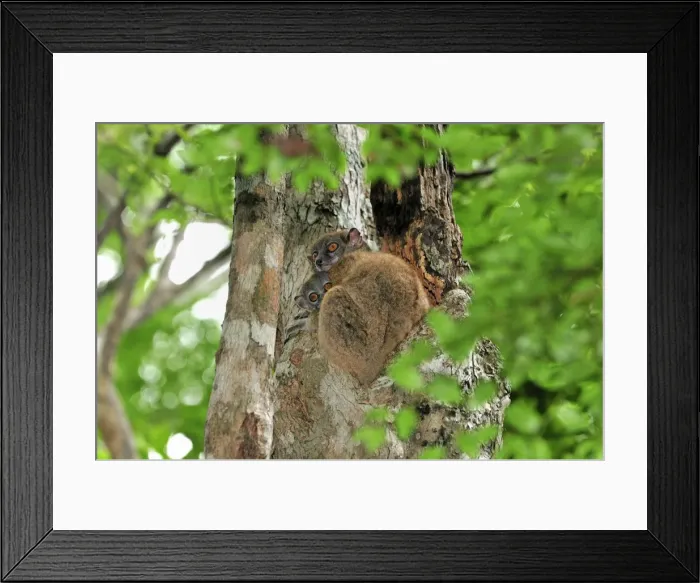 Framed Print : Ankarana Sportive Lemur - in tree with young - Ankarana National Park - Northern Madagascar Framed Print : Ankarana Sportive Lemur - in tree with young - Ankarana National Park - Northern Madagascar