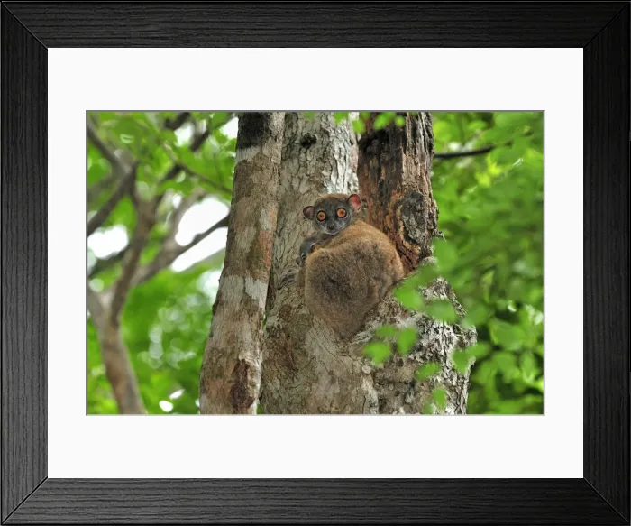 Framed Print : Ankarana Sportive Lemur - in tree with young - Ankarana National Park - Northern Madagascar Framed Print : Ankarana Sportive Lemur - in tree with young - Ankarana National Park - Northern Madagascar