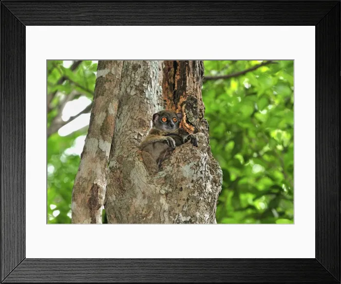 Framed Print : Ankarana Sportive Lemur - Ankarana National Park - Northern Madagascar Framed Print : Ankarana Sportive Lemur - Ankarana National Park - Northern Madagascar