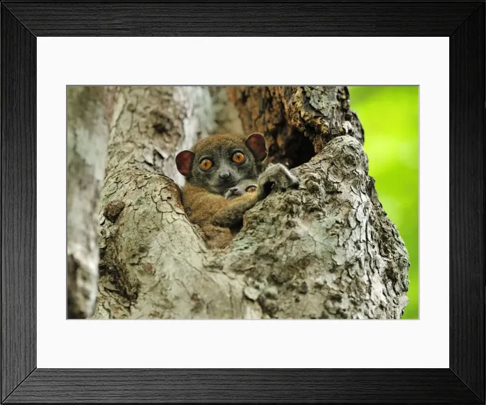 Framed Print : Ankarana Sportive Lemur - in tree with young - Ankarana National Park - Northern Madagascar Framed Print : Ankarana Sportive Lemur - in tree with young - Ankarana National Park - Northern Madagascar