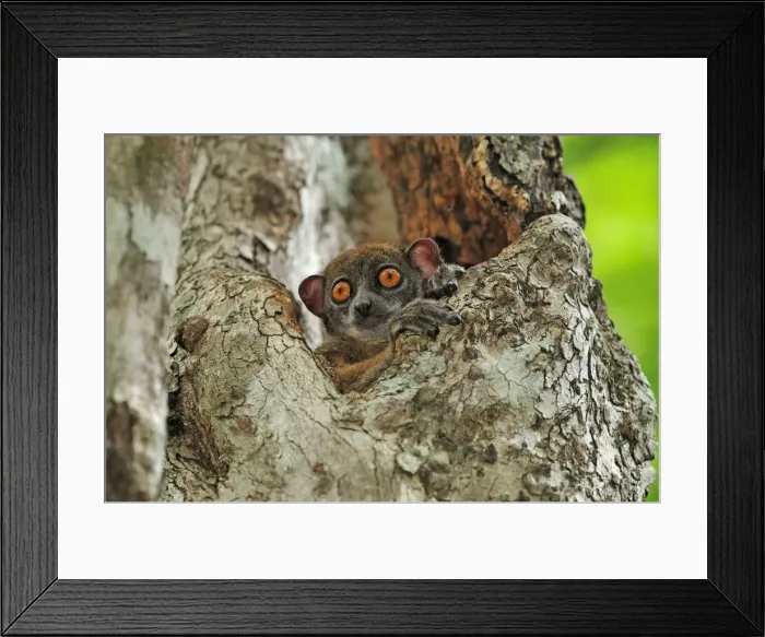 Framed Print : Ankarana Sportive Lemur - Ankarana National Park - Northern Madagascar Framed Print : Ankarana Sportive Lemur - Ankarana National Park - Northern Madagascar