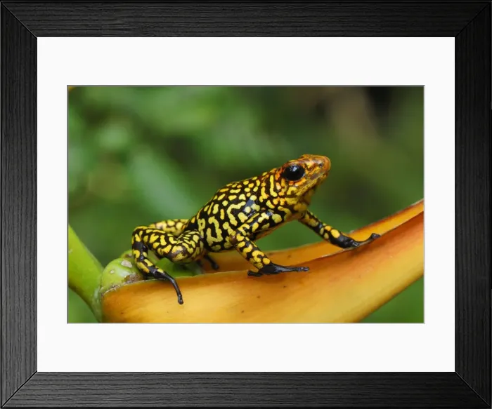 Framed Print : Harlequin Poison Frog - on Heliconia Cauca, Colombia Framed Print : Harlequin Poison Frog - on Heliconia Cauca, Colombia
