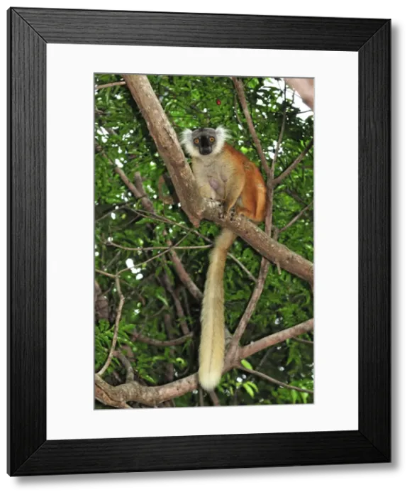Framed Print : Black Lemur - female - Lokobe Nature Special Reserve - Nosy Be - Northern Madagascar Framed Print : Black Lemur - female - Lokobe Nature Special Reserve - Nosy Be - Northern Madagascar