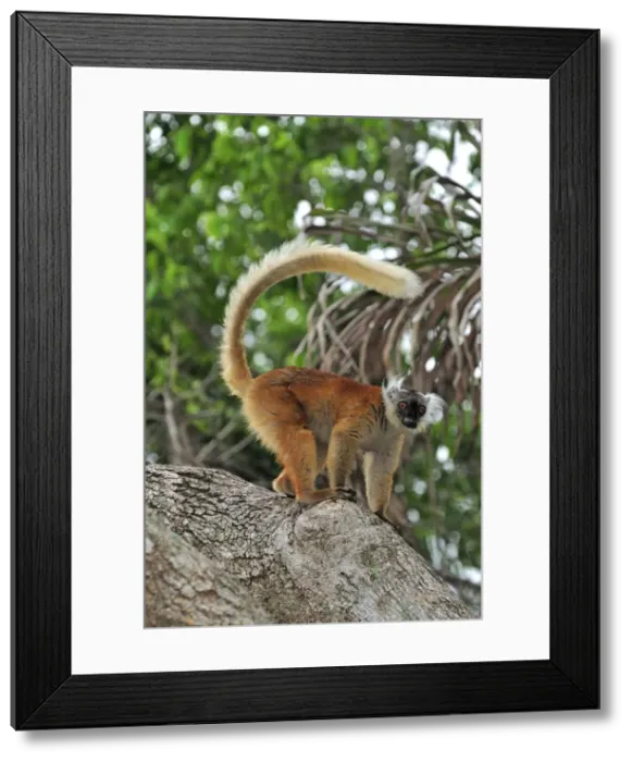 Framed Print : Black Lemur - female - Lokobe Nature Special Reserve - Nosy Be - Northern Madagascar Framed Print : Black Lemur - female - Lokobe Nature Special Reserve - Nosy Be - Northern Madagascar