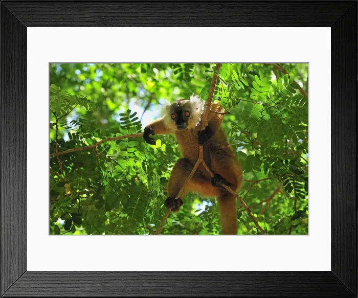Framed Print : Black Lemur - female - Lokobe Nature Special Reserve - Nosy Be - Northern Madagascar Framed Print : Black Lemur - female - Lokobe Nature Special Reserve - Nosy Be - Northern Madagascar